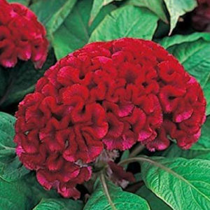 Cockscomb/Celosia cristata armor red