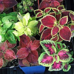 Coleus F-1 Rainbow mix