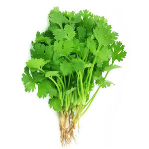 Coriander (dhaniya)