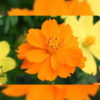 Cosmos ladybird orange