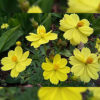 Cosmos ladybird yellow