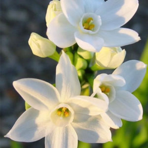 Narcissus/Daffodils paper white