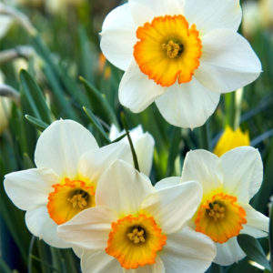 Narcissus/Daffodils single record