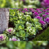 Flowering Cabbage Osaka Mix