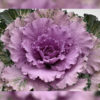 Flowering Cabbage Osaka Pink