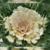 Flowering Cabbage Osaka Red