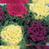 Flowering Kale f-1 Nagoya mix