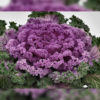 Flowering Kale f-1 Nagoya rose