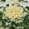Flowering Kale f-1 Nagoya white