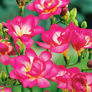 Freesia double pink