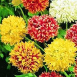 Gaillardia sundance mix