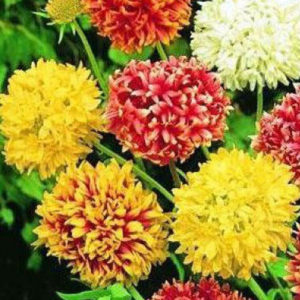 Gaillardia sundance mix