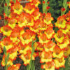 Gladiolus Orange & Yellow