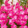Gladiolus Pink