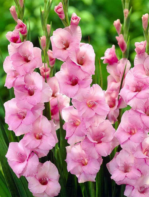Gladiolus - Sunny View Seeds | Buy Seeds, Bulbs, Fertilizers, Garden ...