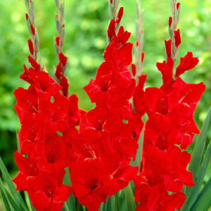 Gladiolus red