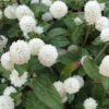 Gomphrena buddy white