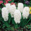 Hyacinth Carnegie