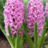 Hyacinth pink pearl