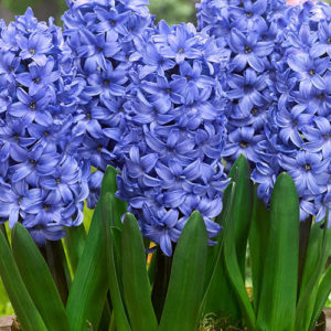 Hyacinth delft blue