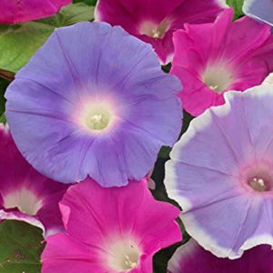 Morning glory mix (Ipomea)