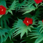 Ipomea quamoclit (Cardinal vine/climber)
