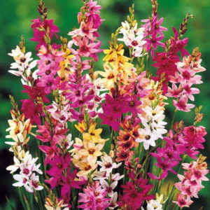 Ixia Mix