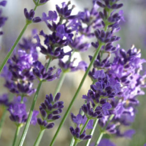 Lavender angustifolia