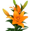 Lilium Caesars Palace