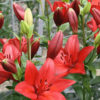 Lilium LA Catorze