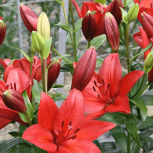 Lilium LA Catorze