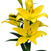 Lilium LA Kingsville