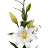 Lilium LA Richmond