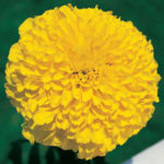 Marigold F-1 Inca II Gold