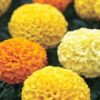 Marigold F-1 Inca Mix