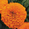 Marigold F-1 Inca Orange