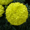 Marigold F-1 Inca Yellow