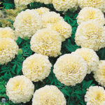 Marigold-F-1-Vanilla
