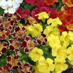 Mimulus F-2 Mix