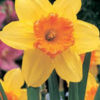 Narcissus Juanito