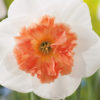 Narcissus Precocious