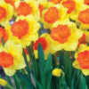 Narcissus Coral Crown