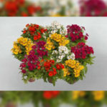 Nemesia F-1 Nebula Mix