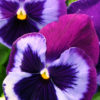 Pansy Majestic Giants II blue jeans