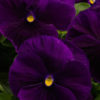 Pansy Majestic Giants II clear purple