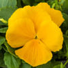 Pansy Majestic Giants II clear yellow