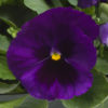 Pansy Majestic Giants II deep blue w.blotch