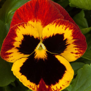 Pansy Majestic Giants II Fire