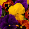Pansy Majestic Giants II mix
