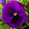 Pansy Majestic Giants II purple w.blotch